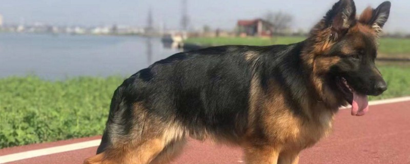 马犬和德牧优缺点对比