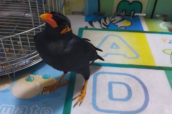 鹩哥肺炎表现
