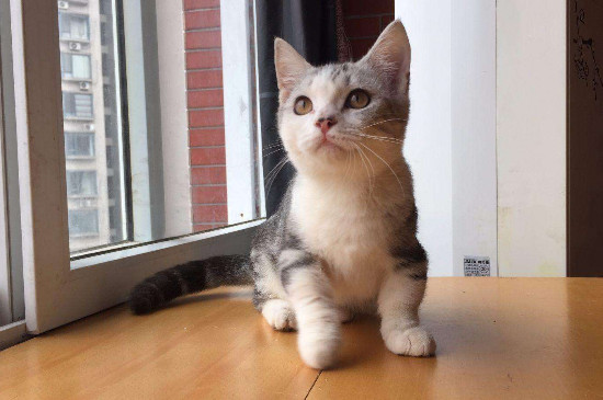 曼基康猫粘人吗