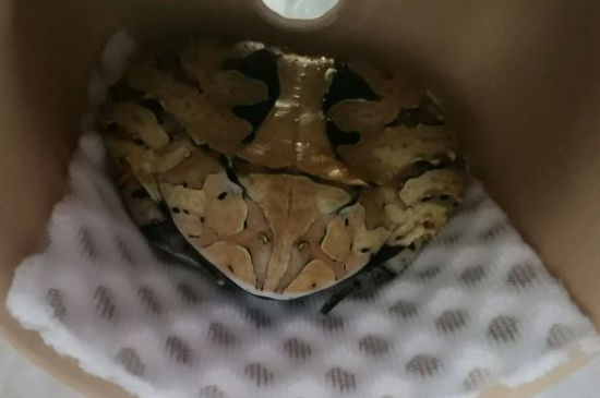 霸王角蛙为什么难养