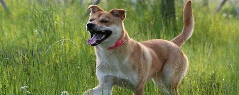 怎样的土狗是极品