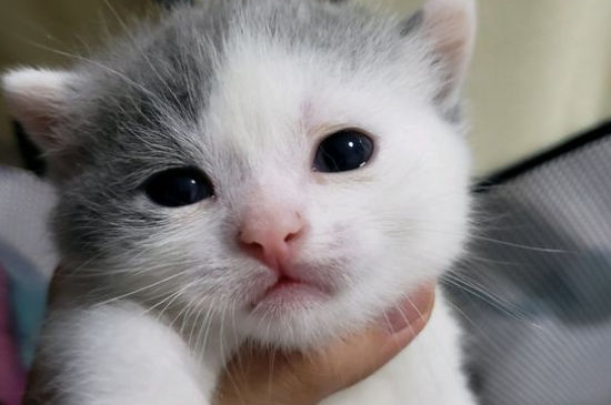 猫突然变得亢奋乱跑