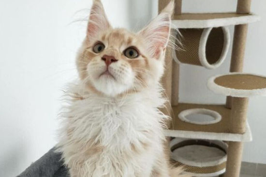 猫可以吃生鸡蛋吗