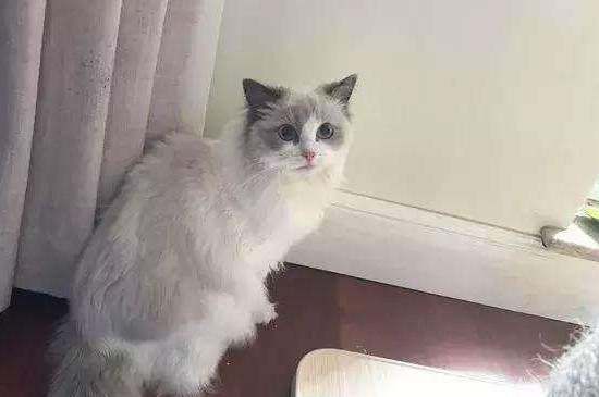 猫能学会说人话吗