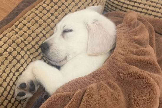 拉布拉多犬多少钱一只，拉布拉多犬幼崽价格多少
