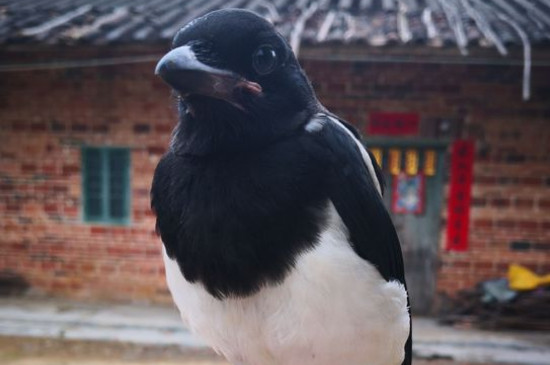 喜鹊吃什么