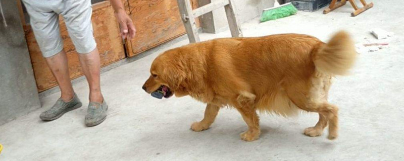 金毛聪明吗排第几