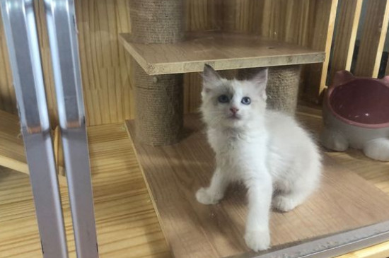 猫可以上地铁吗