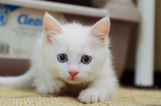 小奶猫一直叫是什么原因