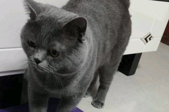 猫一只眼睛流泪怎么办