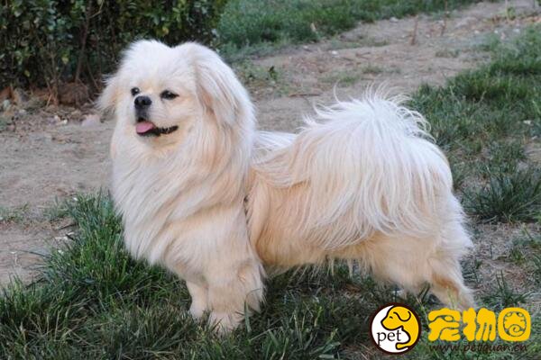 袖狗多少钱一只，比吉娃娃还小好多的超小型西藏猎犬