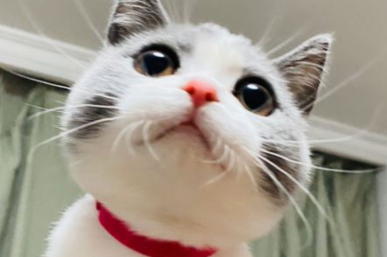 什么鱼适合猫吃又便宜