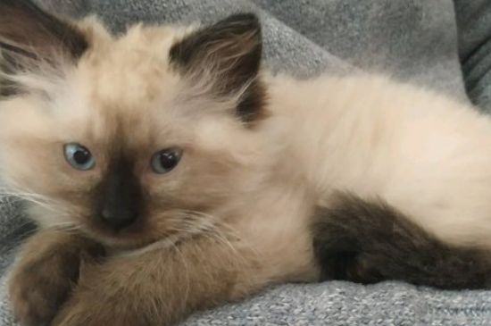 猫要打狂犬疫苗吗