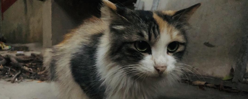 三花猫都是母猫吗