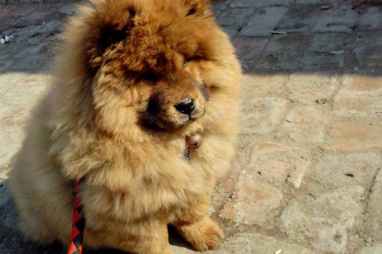 松狮犬性格和特点