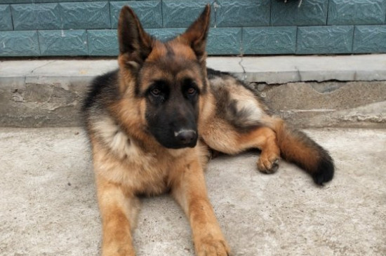 德国牧羊犬价格多少钱一只，纯种德牧幼犬一般3000-8000元