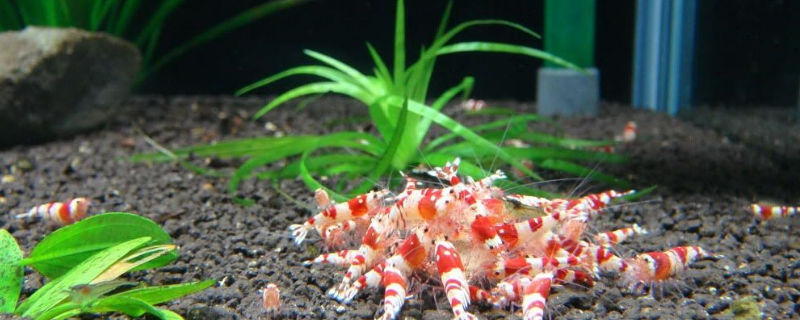 养水晶虾如何养水