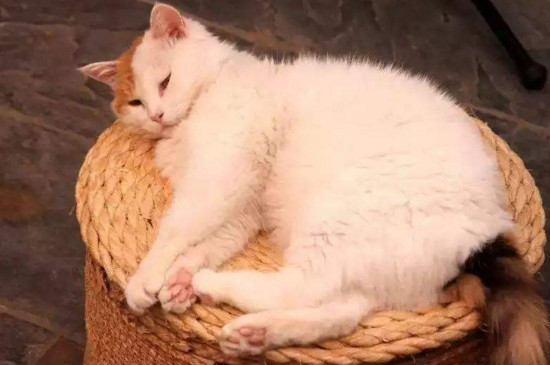 养公猫的注意事项