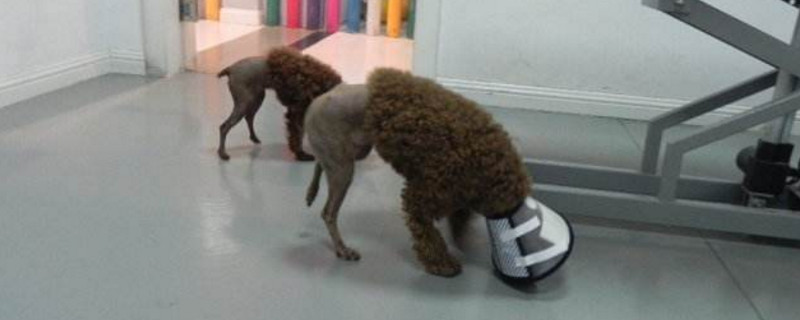 狗狗髌骨脱位症状