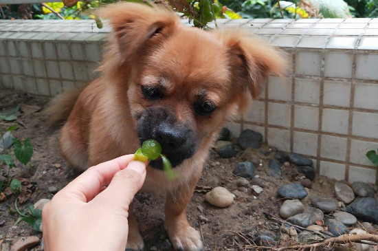 狗能吃葡萄不?