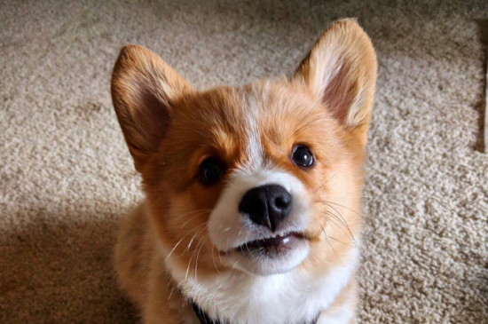 纯种柯基幼犬怎么鉴别
