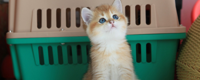 猫膀胱炎是什么引起的