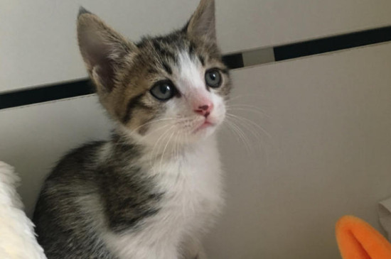 生一只小猫有什么预兆