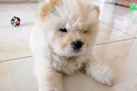 新买的松狮幼犬怎么养