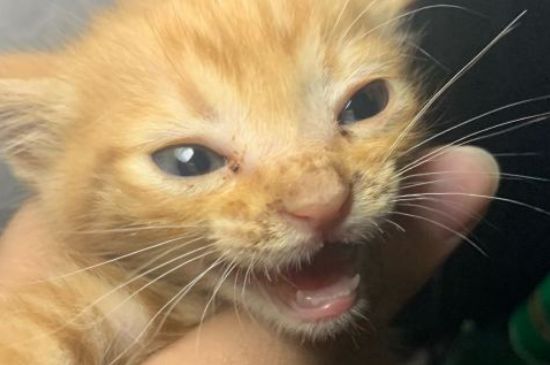猫咪走丢了一般会在哪