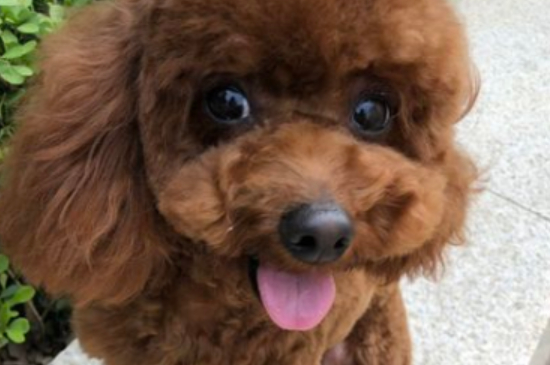 泰迪狗狗可以吃香菇吗