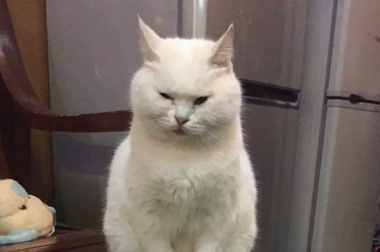 猫能吃什么人吃的东西