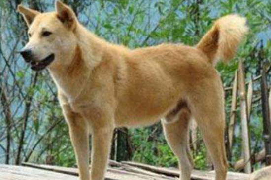 卡南犬和土狗的区别