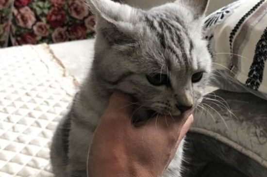 猫441是什么药