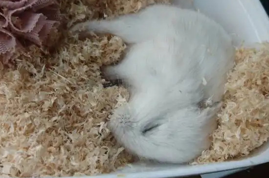 仓鼠死了怎么办