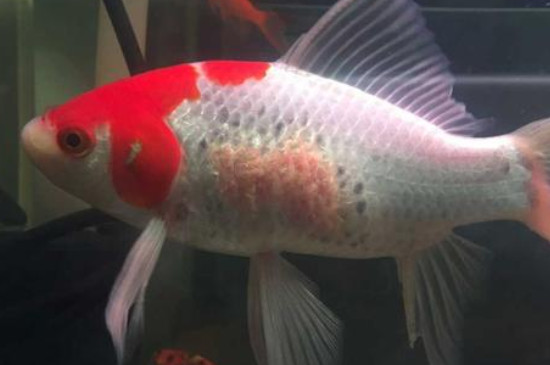 锦鲤身上溃烂能自愈吗