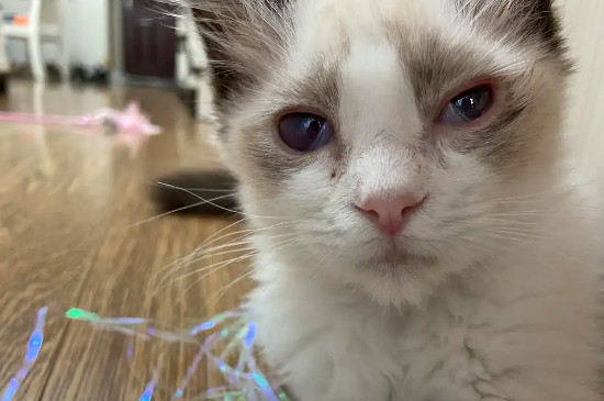 猫咪眼睛肿了一只是什么原因