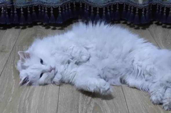 猫一年相当于几岁