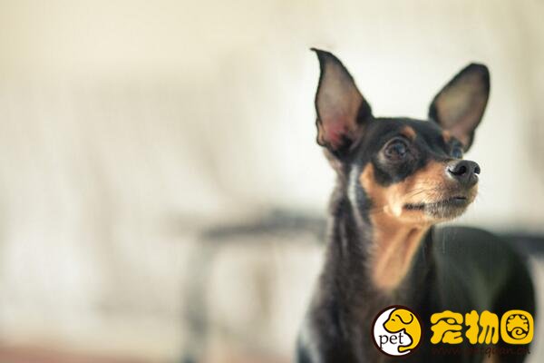 迷你杜宾犬其实不是杜宾，其实就是黑色系小鹿犬
