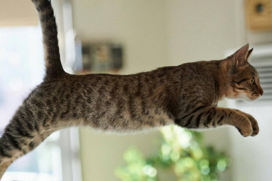 狸花猫是管教还是放养