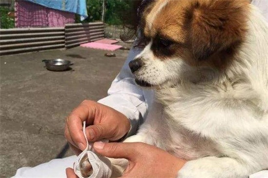 狗被蛇咬了怎么办，清洗伤口后及时送去医院对症下药