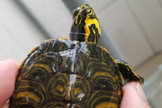 乌龟晒太阳伸腿是什么意思