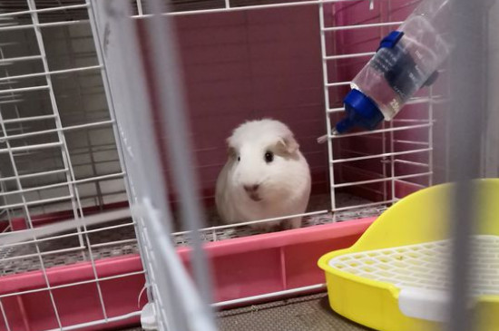 荷兰猪不洗澡会怎么样