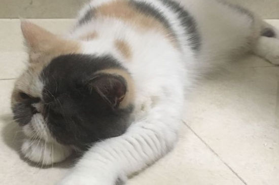 猫得猫瘟的症状
