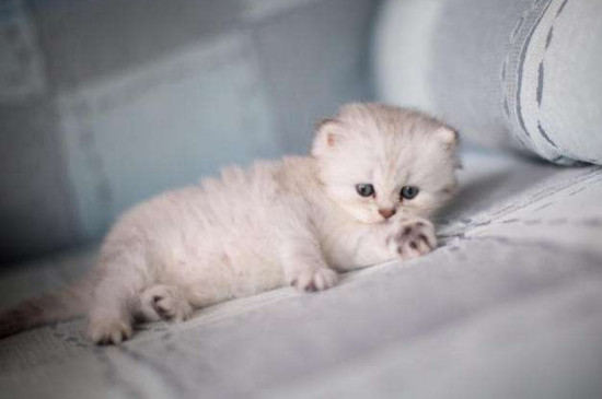 金吉拉猫好养吗