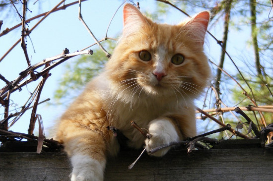 小猫能吃苹果吗