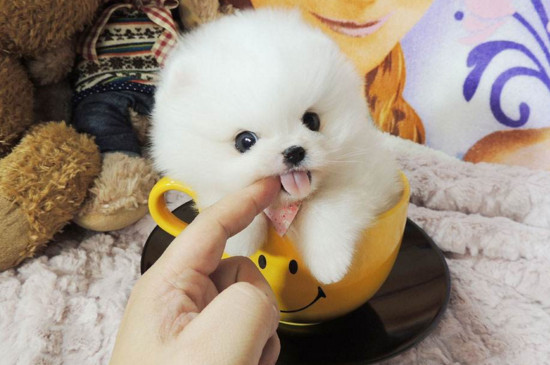 茶杯犬博美能长多大