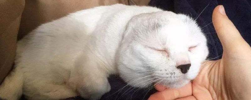 猫咪的黄疸多久死