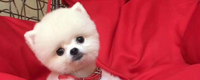 博美什么时候开始认主人