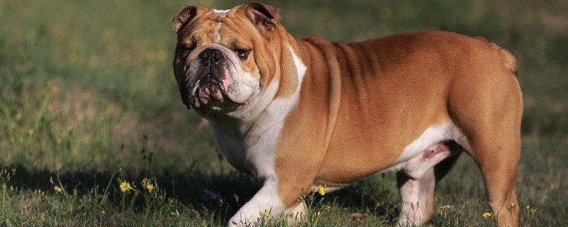 不养英国斗牛犬的理由