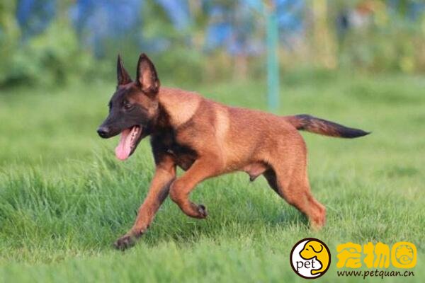 红马犬好还是黑马犬好，一个太好动一个血统不纯